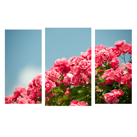 Цветы, растения - 01182